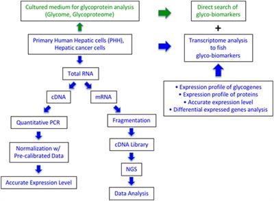 Glycogene Expression Profiling of Hepatic Cells by RNA-Seq Analysis for Glyco-Biomarker Identification